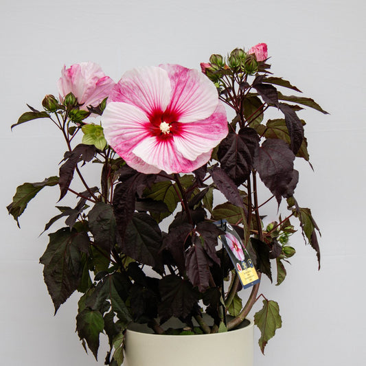 Starry Starry Night Rose Mallow - LandscapeDirect