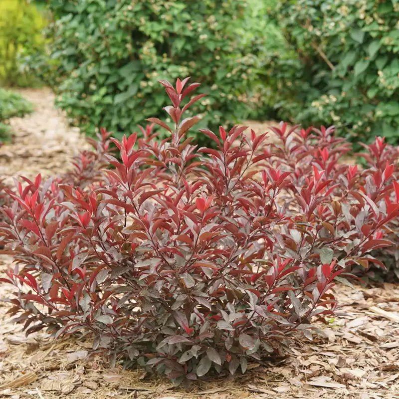 Stay Classy Purple leaf sand cherry - LandscapeDirect