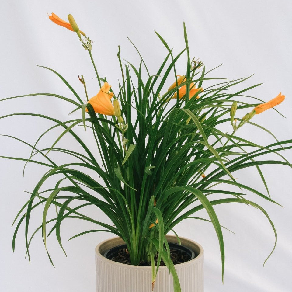 Stella de Oro Daylily - LandscapeDirect