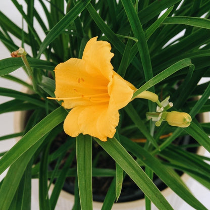 Stella de Oro Daylily - LandscapeDirect