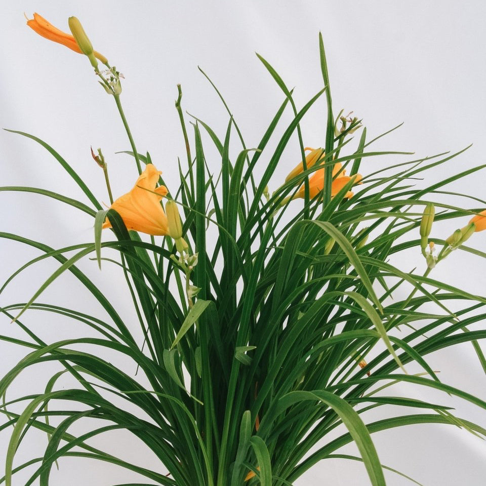 Stella de Oro Daylily – LandscapeDirect
