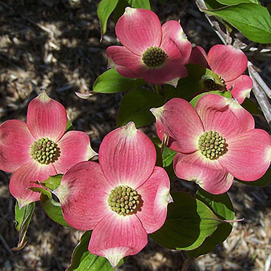 Stellar Pink Hybrid Dogwood - LandscapeDirect