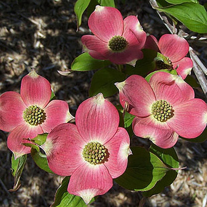 Stellar Pink Hybrid Dogwood - LandscapeDirect