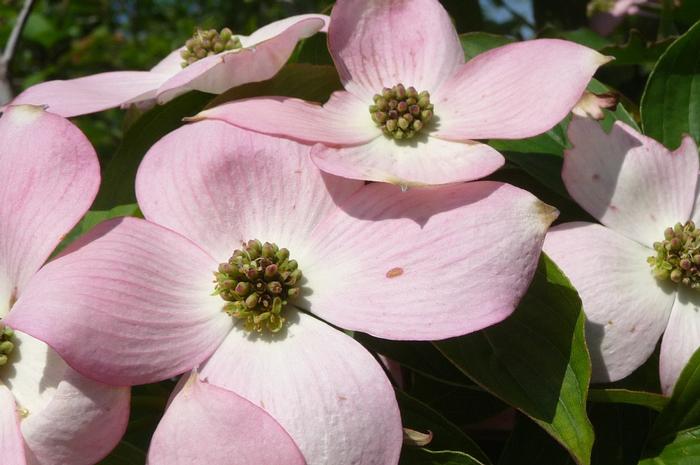 Stellar Pink Hybrid Dogwood - LandscapeDirect