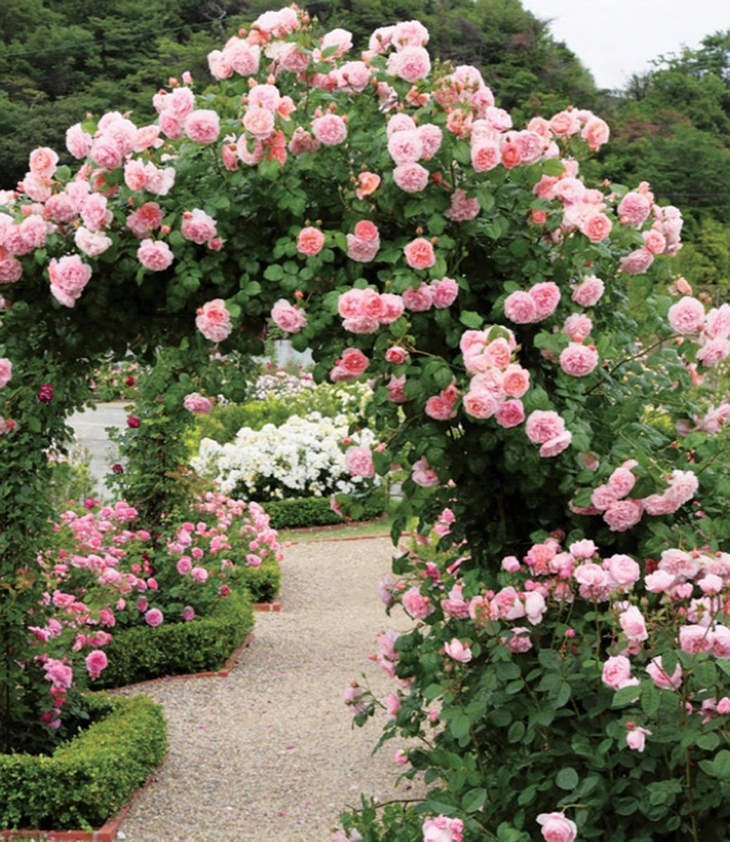 Strawberry Hill Climbing Rose - LandscapeDirect