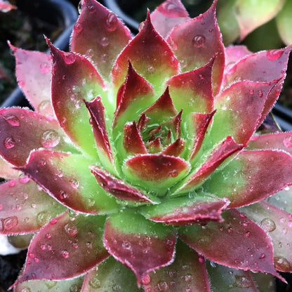 Strawberry Kiwi Hens and Chicks - LandscapeDirect