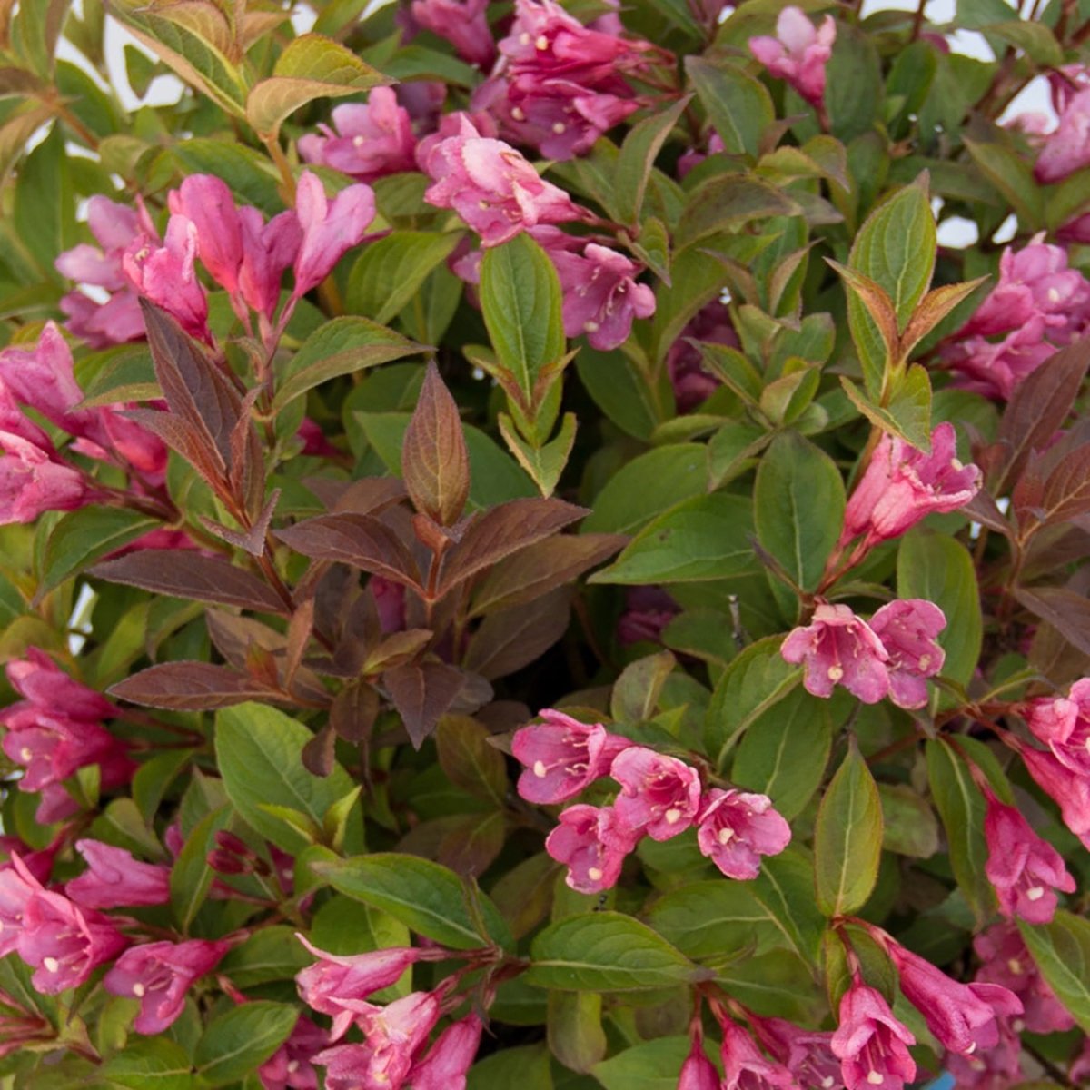 Strobe Weigela - LandscapeDirect