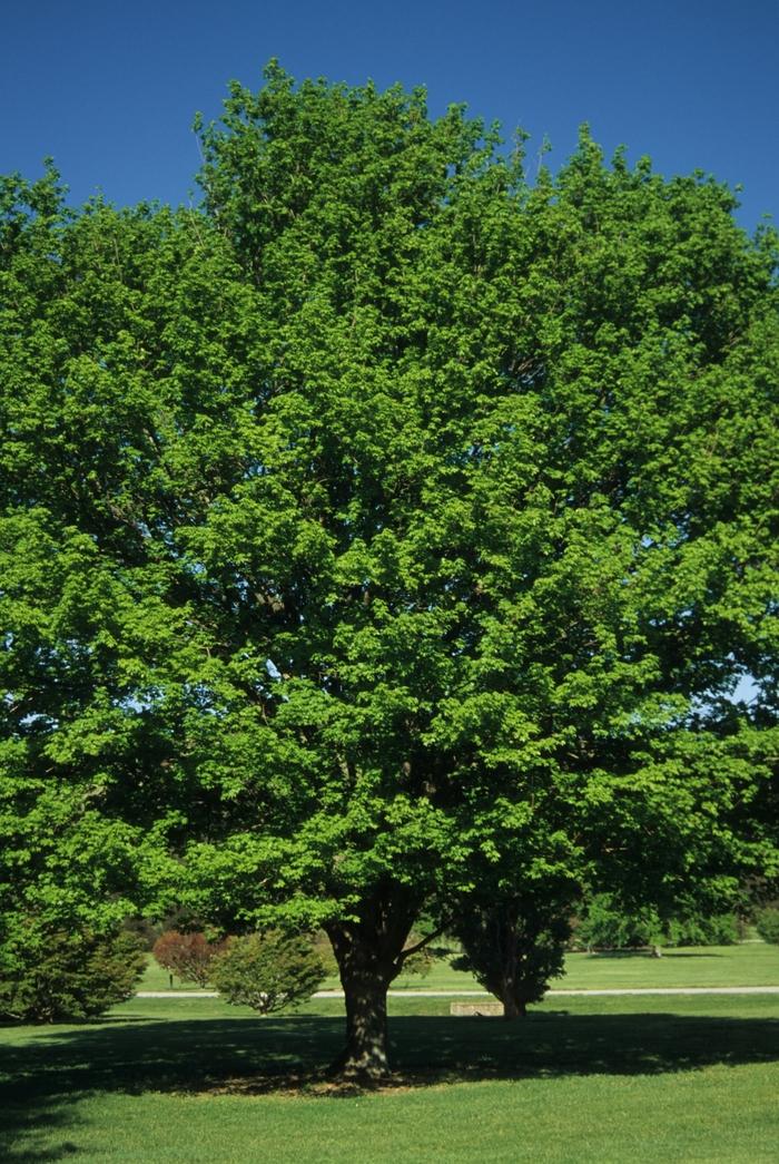 Sugar Maple - LandscapeDirect