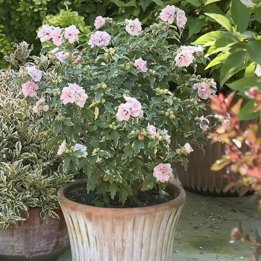 Sugar Tip Rose of Sharon - LandscapeDirect