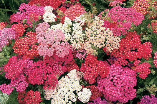 Summer Berries Yarrow - LandscapeDirect