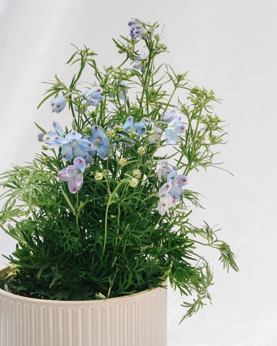 Summer Blues Larkspur - LandscapeDirect