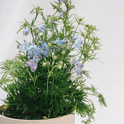 Summer Blues Larkspur - LandscapeDirect