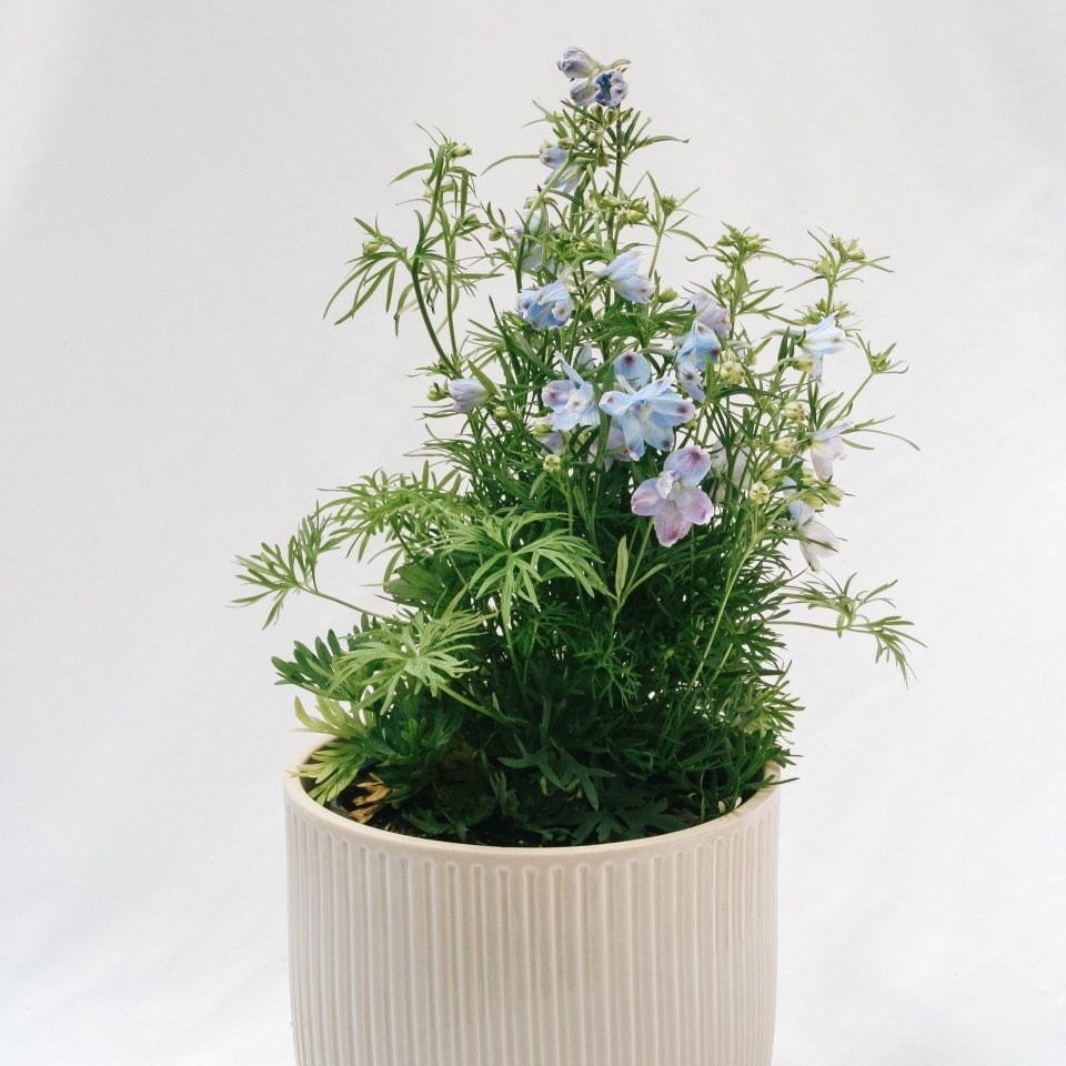 Summer Blues Larkspur - LandscapeDirect