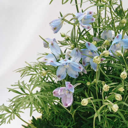 Summer Blues Larkspur - LandscapeDirect