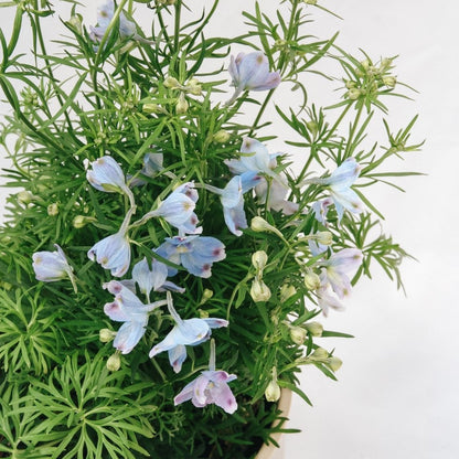 Summer Blues Larkspur - LandscapeDirect
