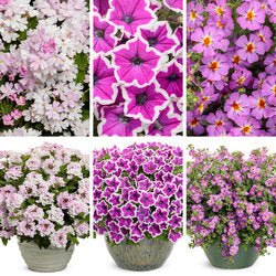 Summer Fun Combo - Super Pack - LandscapeDirect