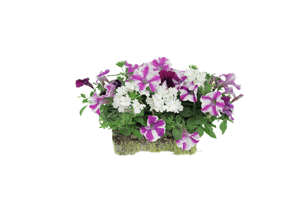 Summer Fun Combo - Super Pack - LandscapeDirect