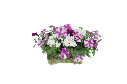 Summer Fun Combo - Super Pack - LandscapeDirect
