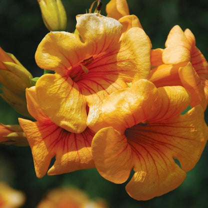 Summer Jazz Sunrise Gold Trumpet Vine - LandscapeDirect