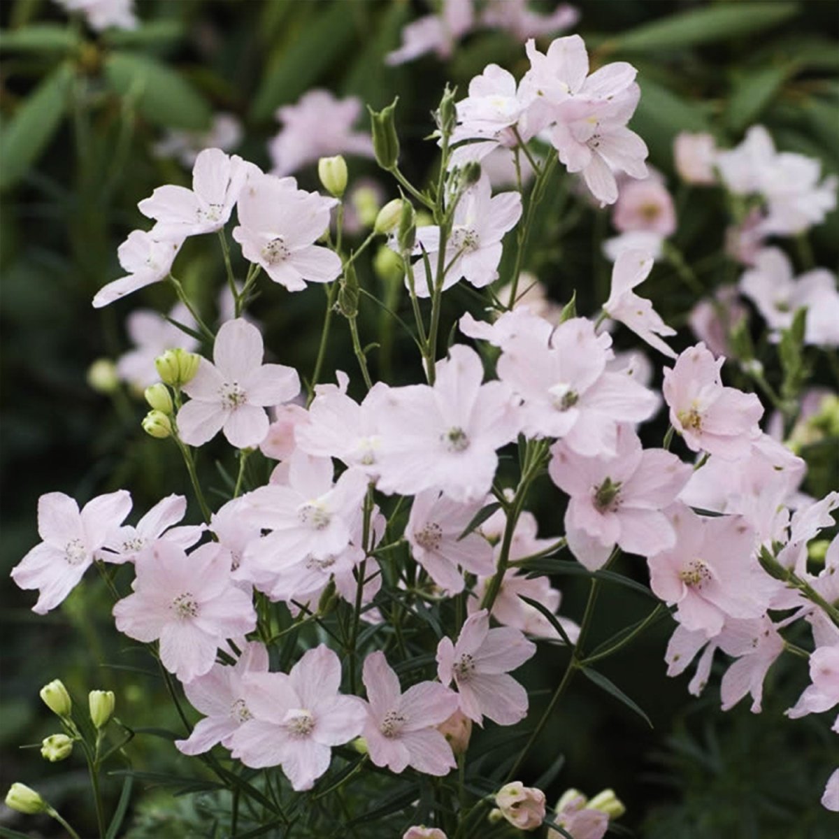 Summer Morning Larkspur - LandscapeDirect