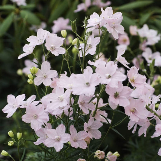 Summer Morning Larkspur - LandscapeDirect