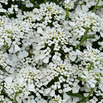 Summer Snowdrift Candytuft - LandscapeDirect