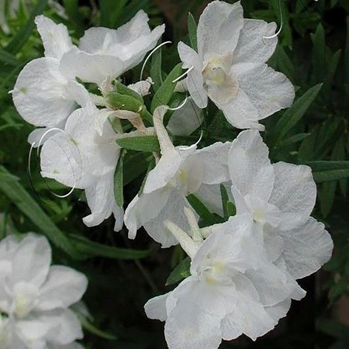 Summer Stars Larkspur - LandscapeDirect