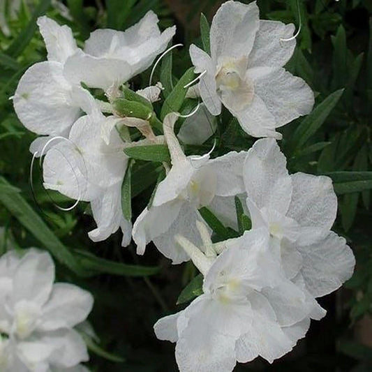 Summer Stars Larkspur - LandscapeDirect