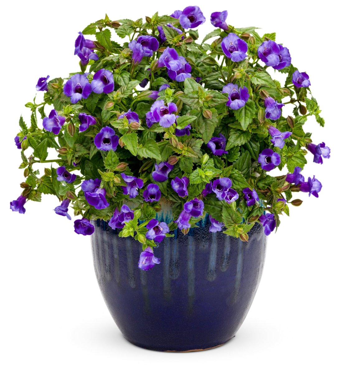 Summer Wave Large Blue - LandscapeDirect