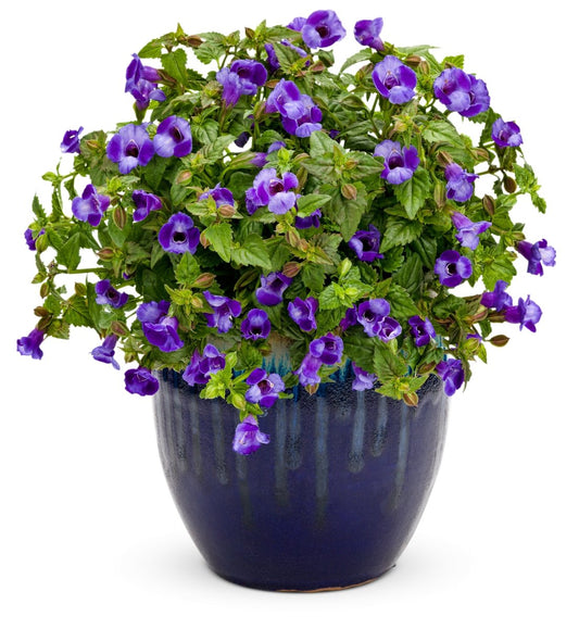 Summer Wave Large Blue - LandscapeDirect