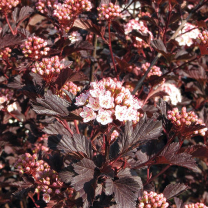 Summer Wine Ninebark - LandscapeDirect