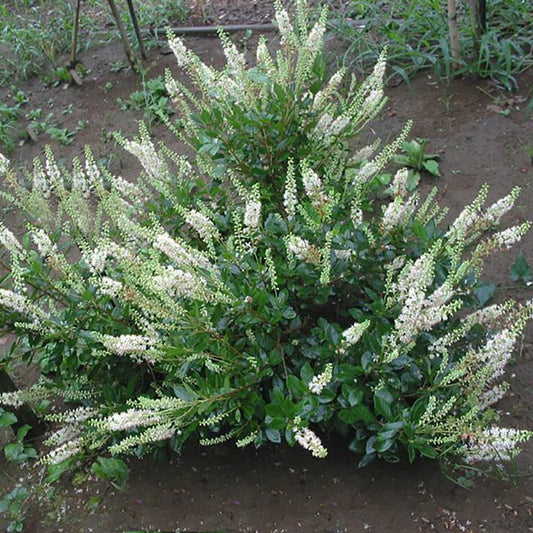 Summersweet - LandscapeDirect