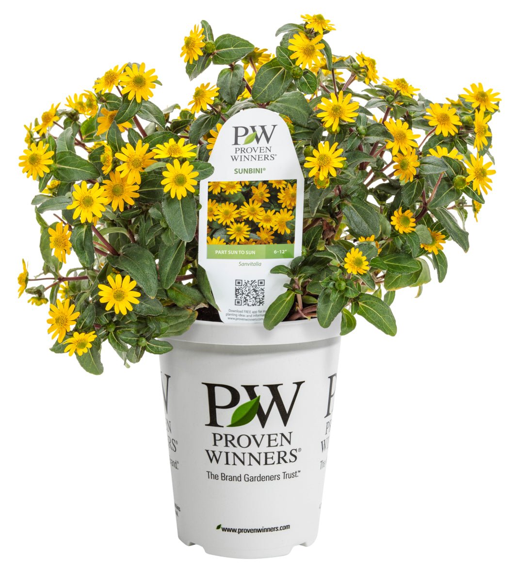 Sunbini® Sanvitalia - LandscapeDirect