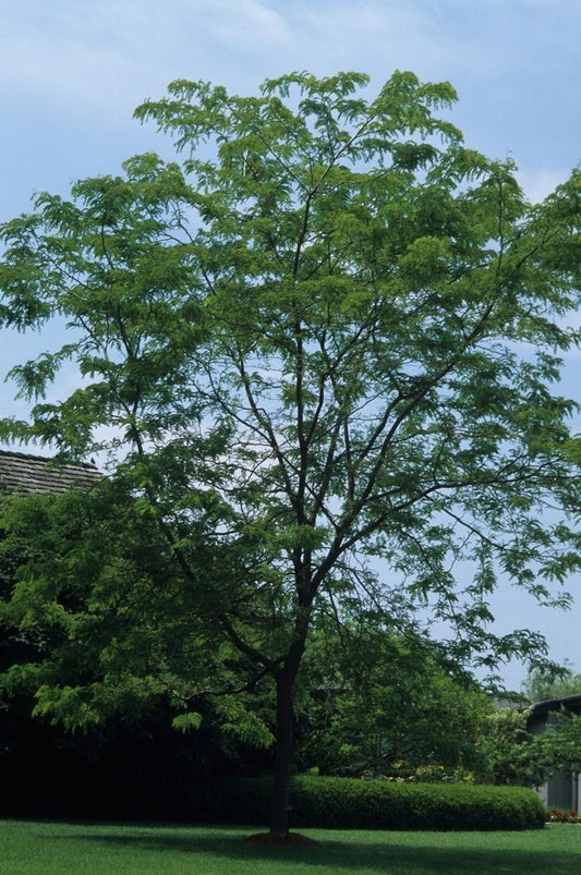 Sunburst Honeylocust - LandscapeDirect