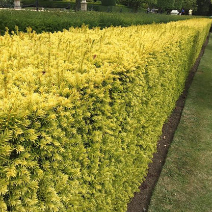 Sunburst Hybrid Yew - LandscapeDirect