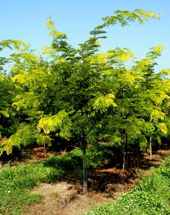 Sunburst Honeylocust