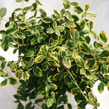 Sungold Euonymus - LandscapeDirect
