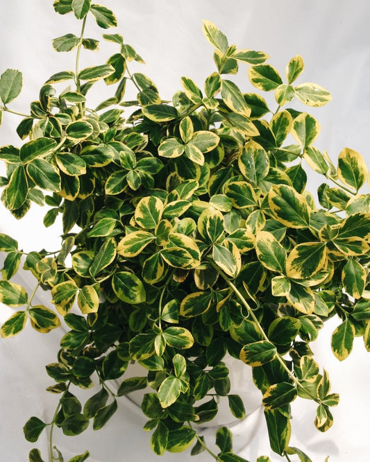 Sungold Euonymus - LandscapeDirect