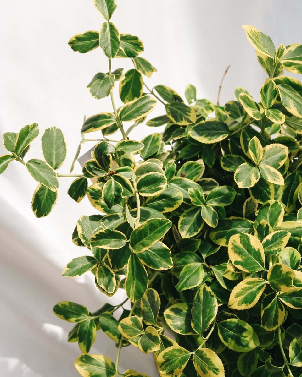 Sungold Euonymus - LandscapeDirect