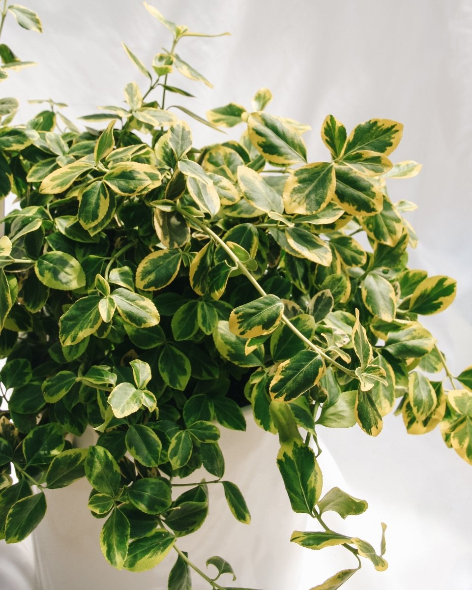 Sungold Euonymus - LandscapeDirect