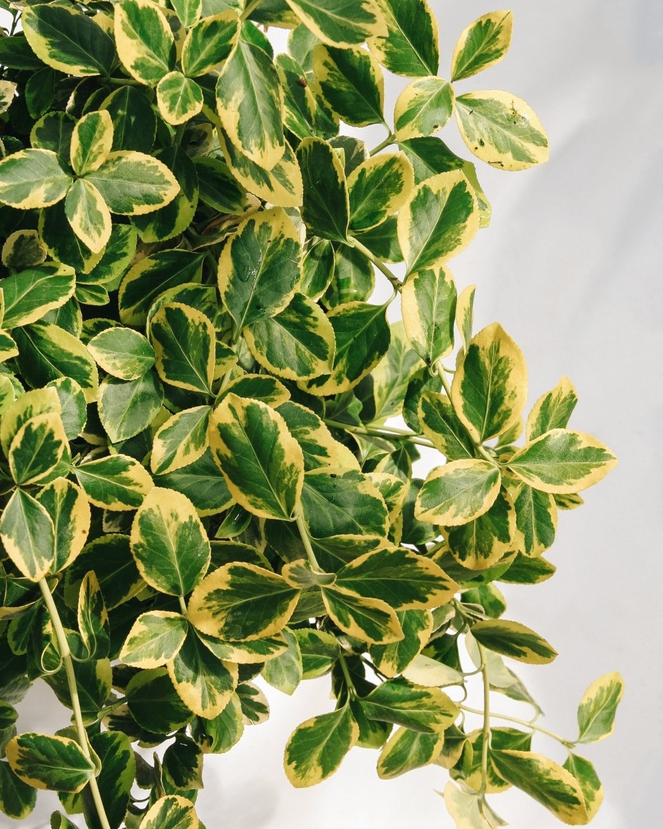 Sungold Euonymus - LandscapeDirect