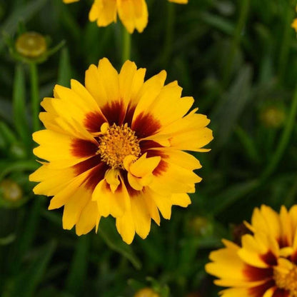 Sunset Bright Tickseed - LandscapeDirect