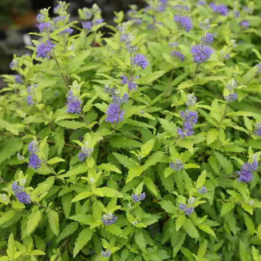 Sunshine Blue II Bluebeard - LandscapeDirect