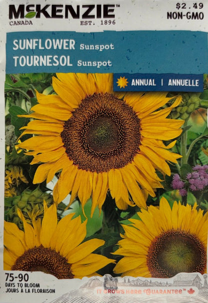 Sunspot Sunflower - LandscapeDirect