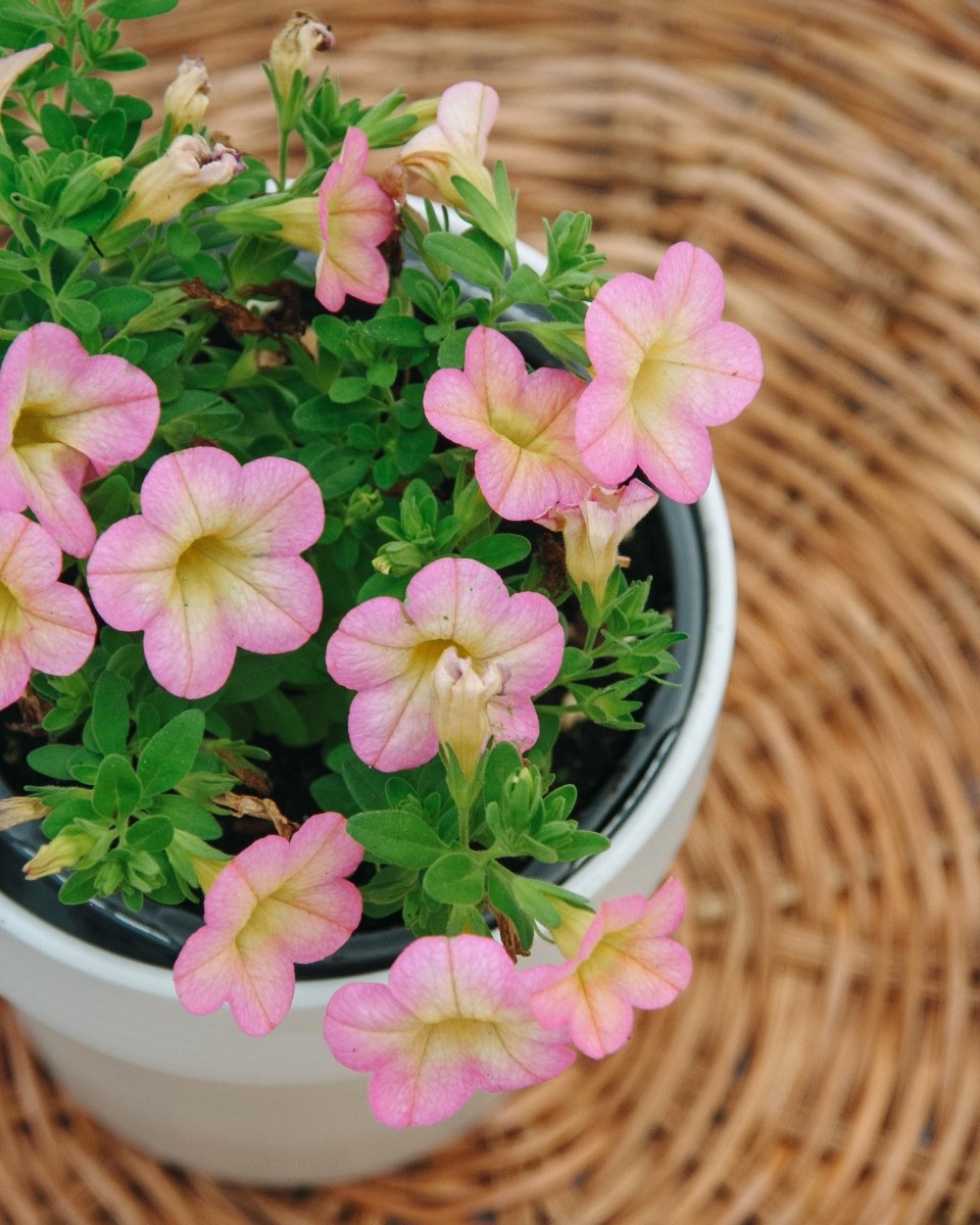 Superbells Honeyberry - LandscapeDirect