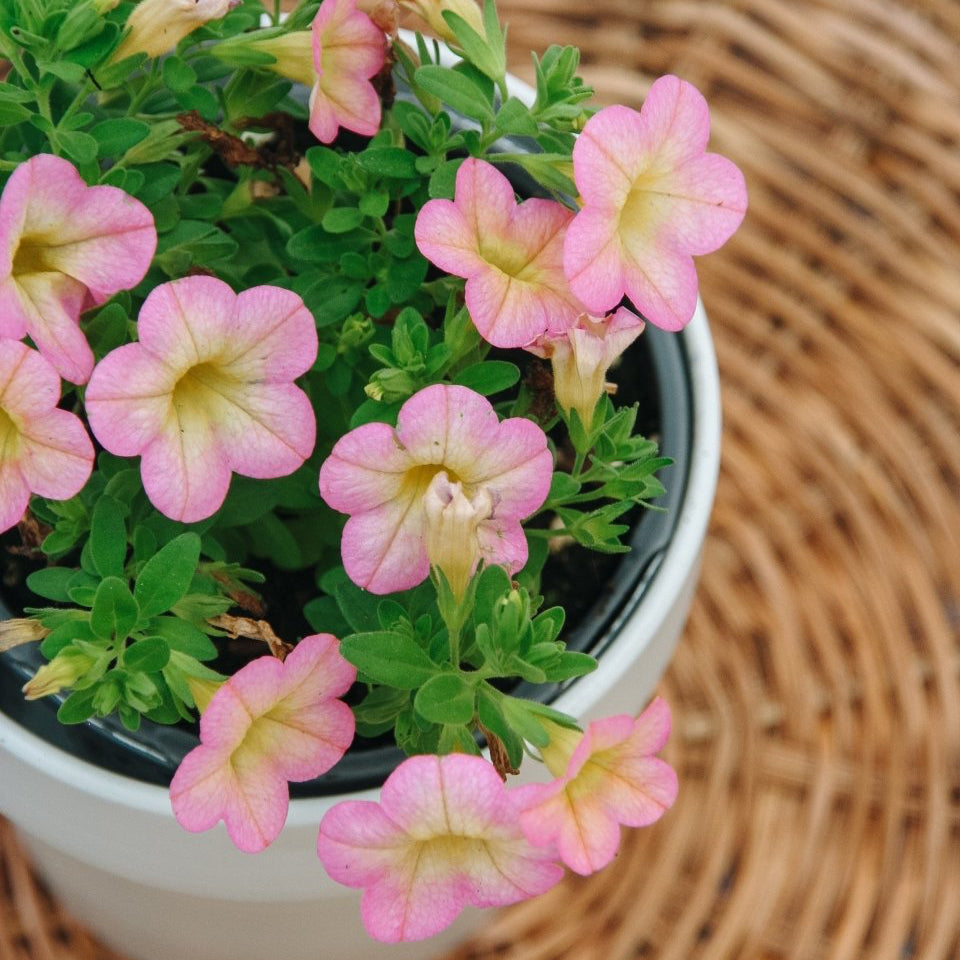 Superbells Honeyberry - LandscapeDirect