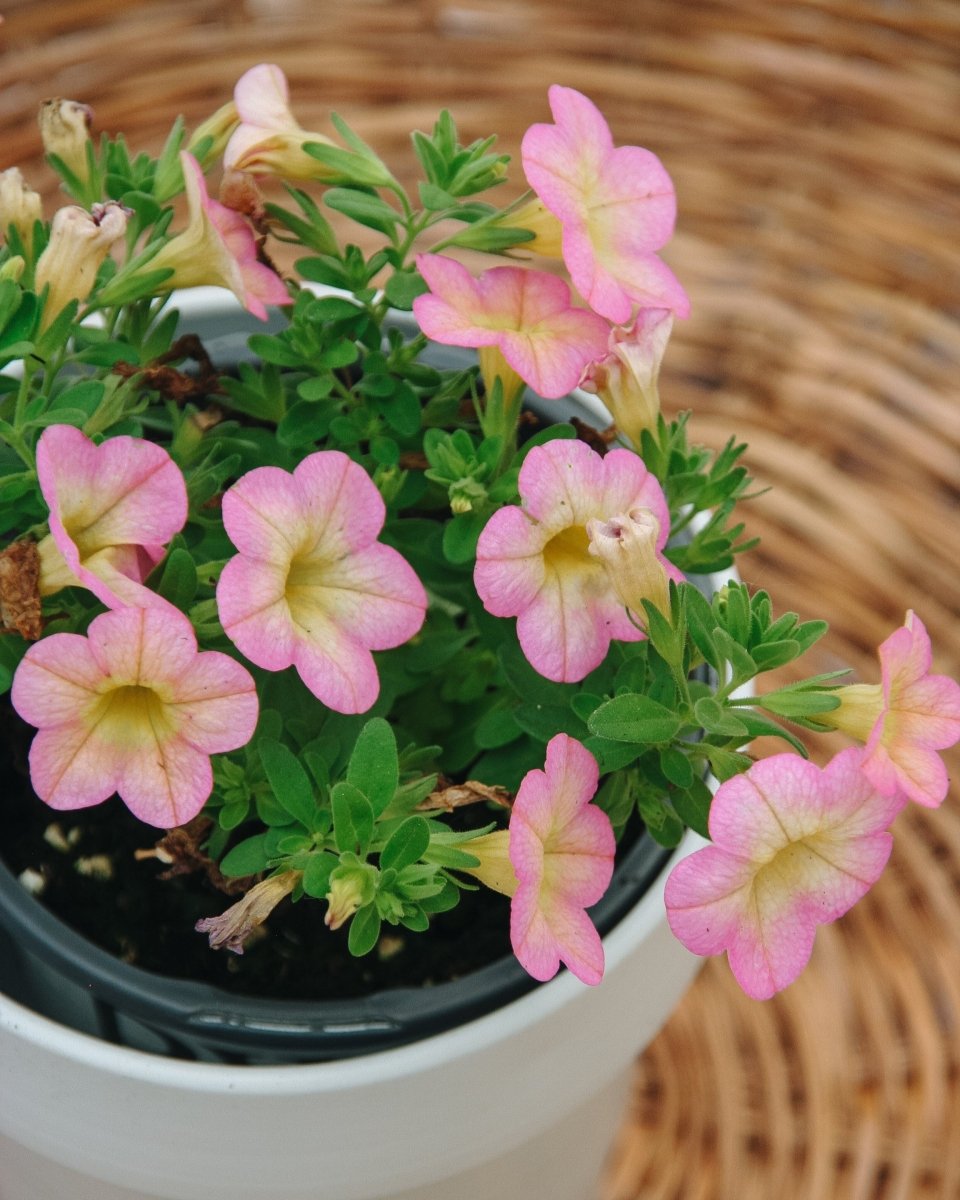 Superbells Honeyberry - LandscapeDirect