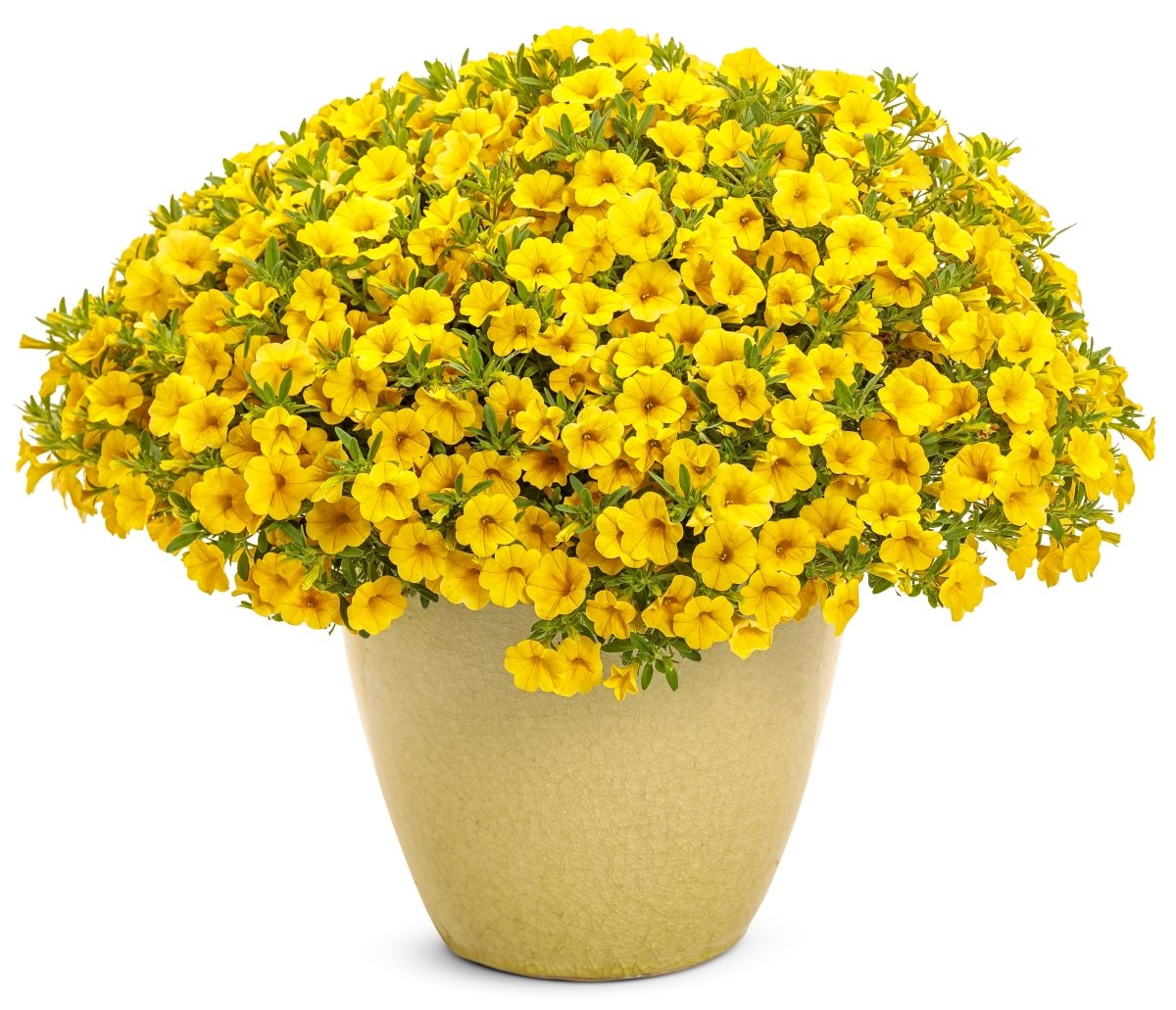 Superbells Yellow Calibrachoa - LandscapeDirect