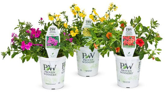 Superbena Pink Shades - LandscapeDirect