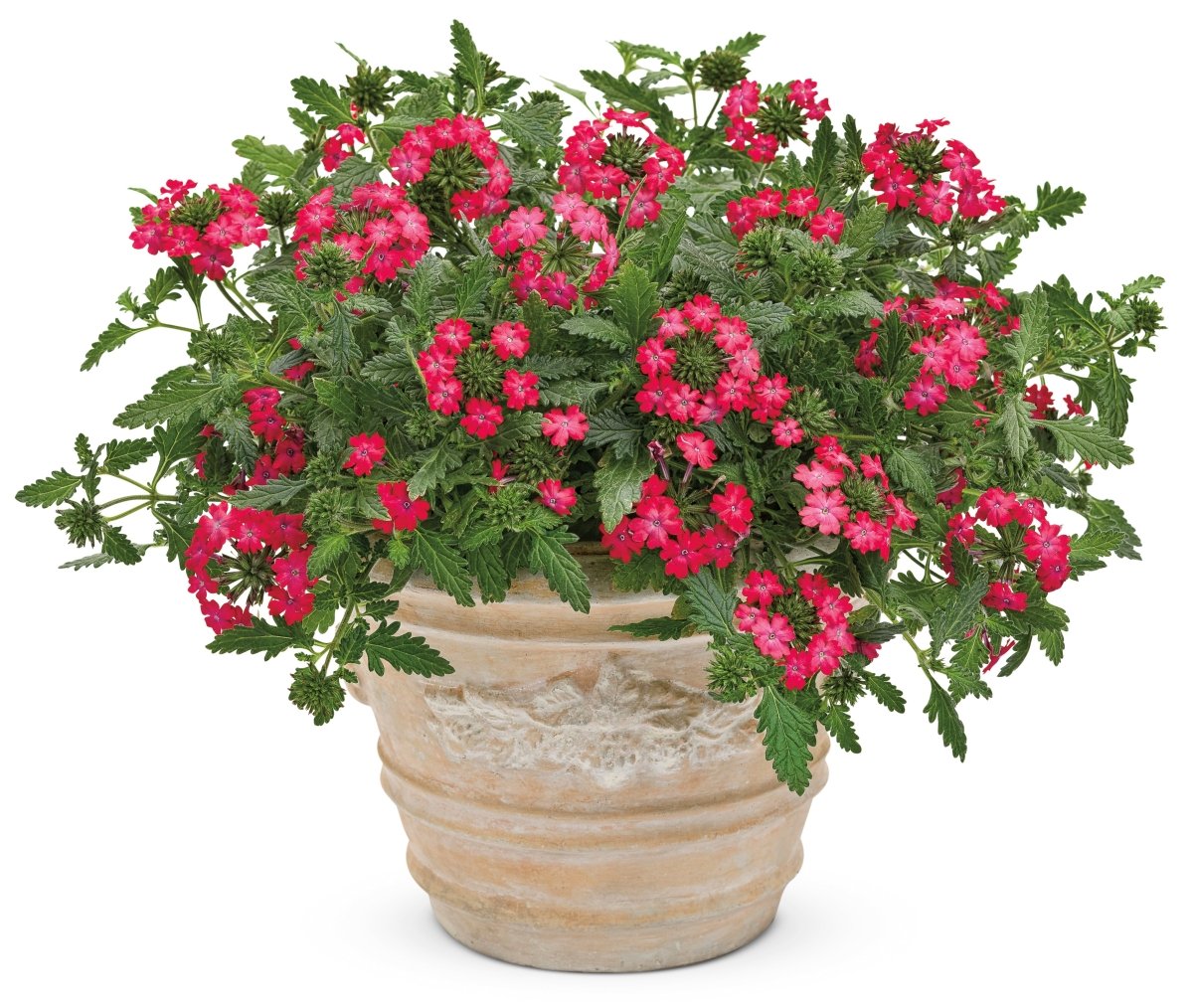 Superbena Royale Iced Cherry Verbena - LandscapeDirect
